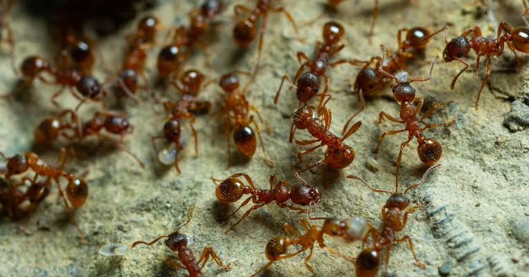 There are about 20 quadrillion ants alive on Earth at any moment — enough that their combined biomass outweighs every wild bird and mammal on the planet combined, even though the often-repeated claim that ant biomass equals human biomass has been