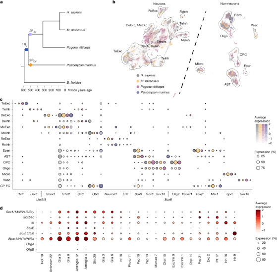 Whole-genome duplication shaped cell-type evolution in the vertebrate brain