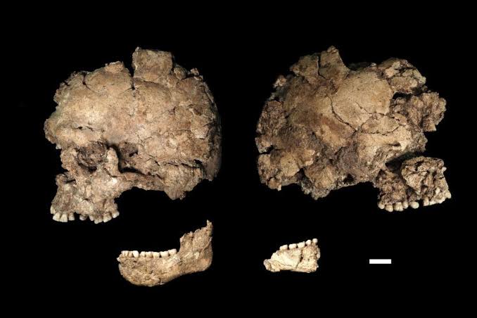 This Fossil Might Be the Earliest Known Case of Face-Stabbing in Human History