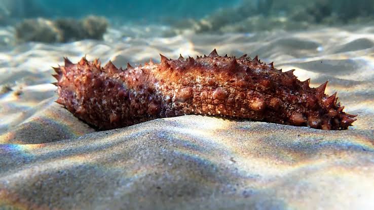 'A redefinition of what it means ... to be alive': Sea cucumber tissue cut from the body still refuses to die