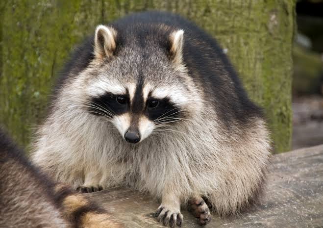 Canine distemper confirmed in local raccoons after surge in sick animals