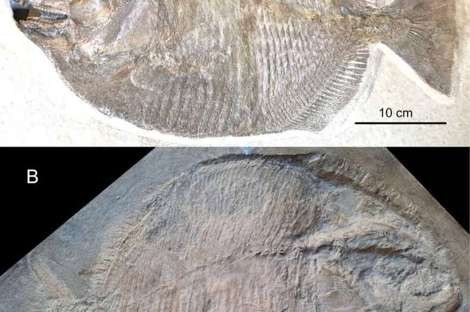 Ultraviolet light uncovers the first known juveniles of a mysterious Jurassic fish family
