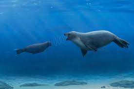 Seals have a unique superpower in their ears, and we finally know how it evolved