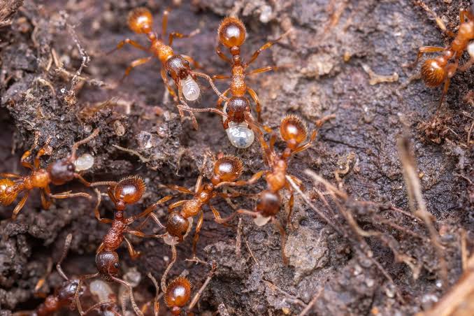 Leafcutter ants don't eat the leaves they carry home in long green columns — they feed the clippings to an underground fungus, and it is the fungus they farm and eat, a practice that predates human agriculture by around 50 million years