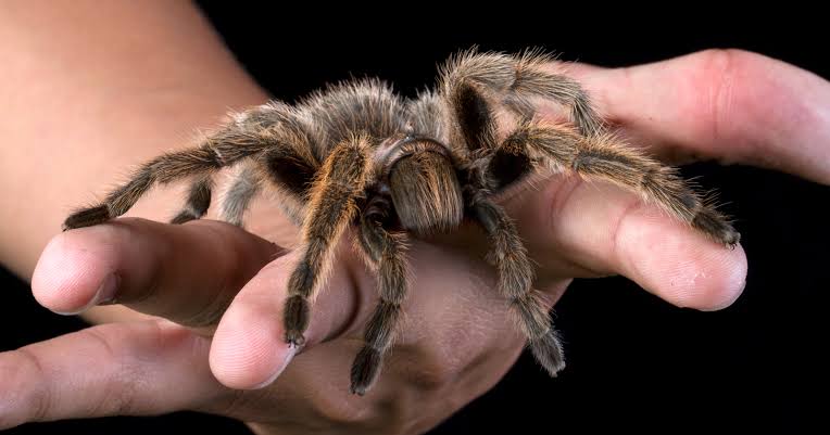 Somewhere in America lives a woman who genuinely cannot feel fear — a rare disease quietly dissolved the part of her brain that produces it, so when researchers put a tarantula in front of her she reached for it anyway, and when they led her through a haunt
