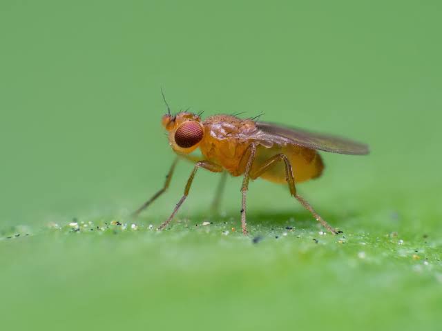 How fruit flies chase invisible ribbons of smell to get to their source