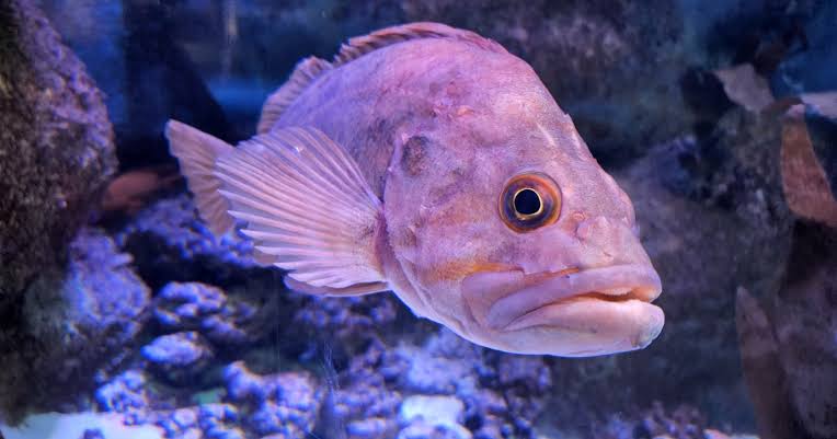 There is a fish that can live more than a hundred years — the rougheye rockfish, which inhabits the deep waters of the North Pacific — and the slow rate at which it grows, breeds, and ages means that some of the individuals being caught by fishermen today w