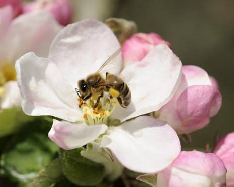 Food supplements could help bees cope with climate crisis, research suggests