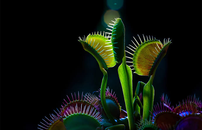 The Venus Flytrap Mystery That Vexed Darwin, Solved