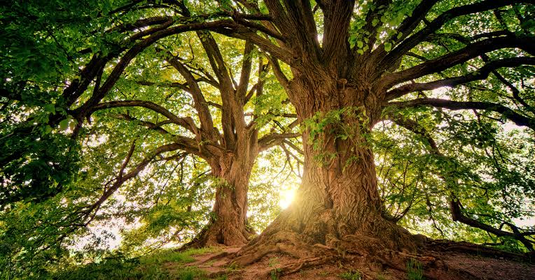 There are more trees on Earth than stars in the Milky Way. A major global estimate put the planet’s tree count at about three trillion, while NASA gives the Milky Way’s star count as roughly 100 to 400 billion.