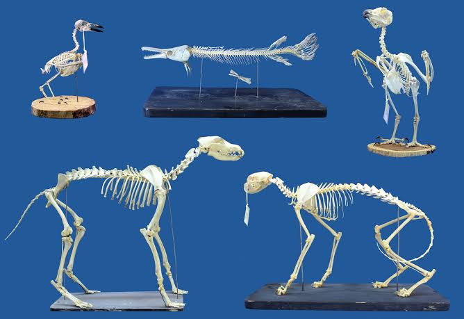 Superworms could replace beetles for cleaning skeletal remains