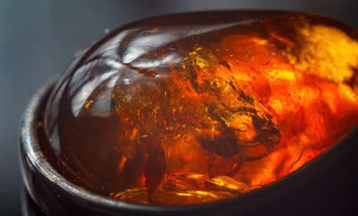 Scientists Discover 100-Million-Year-Old Fossil Tiny Creature Trapped in Amber with Claws Seen Only Four Times in Insects