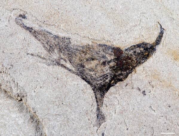 How we came to be: Scientists get first look at the evolution of early complex animals