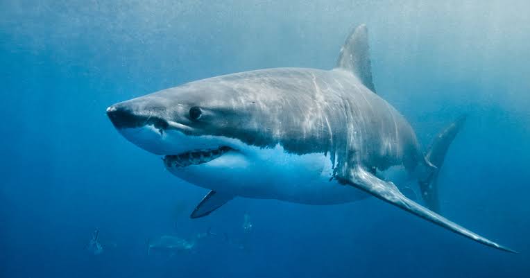 Greenland sharks can live for more than 400 years — meaning some of the ones swimming the North Atlantic today were alive when Isaac Newton was — and almost all of them spend those centuries functionally blind, navigating the deep ocean with parasite