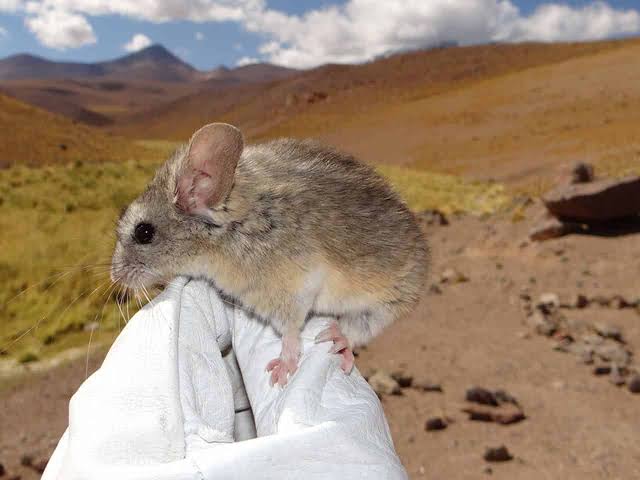 Scientists Finally Learned How a Tiny Mouse Survives Near the Andes Death Zone at 7,000 Meters