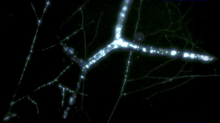 Hidden Web of Fungus Inside Earth Could Reach The Sun a Billion Times