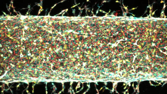 MIT Scientists Grew Artificial Blood Vessels In The Lab Using Magnets