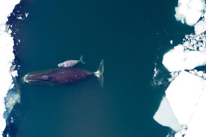A bowhead whale can live for more than 200 years, yet it appears unusually resistant to cancer — and its genome carries genetic changes that may help explain why. Researchers have found signs of enhanced DNA repair in bowhead cells, turning one of the