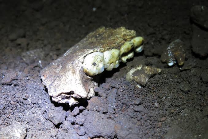 Fossils of archaic human Homo naledi found in a cave are the same sex. Scientists want to learn why
