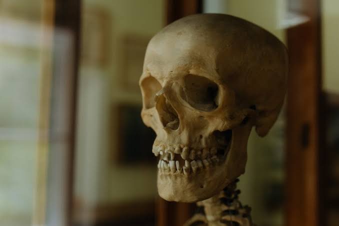 Scientists Find the Grossest, Most Efficient Way to Clean a Skeleton