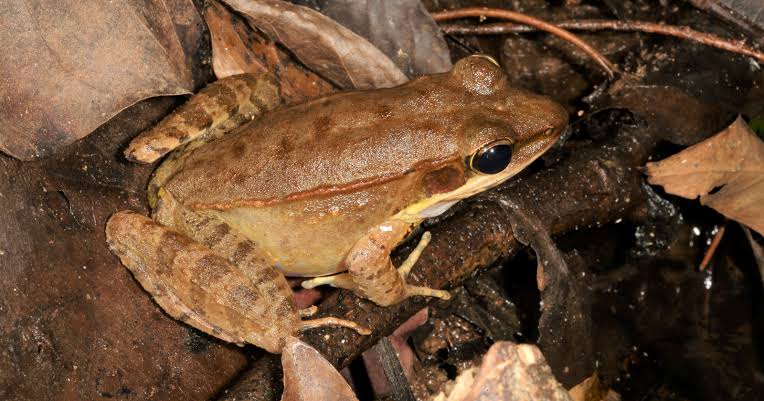 More than 60% of the water in a wood frog's body can freeze solid each winter: its heart stops, it stops breathing, and for more than 7 months it can lie essentially a frogsicle, before it thaws out in spring and simply hops away