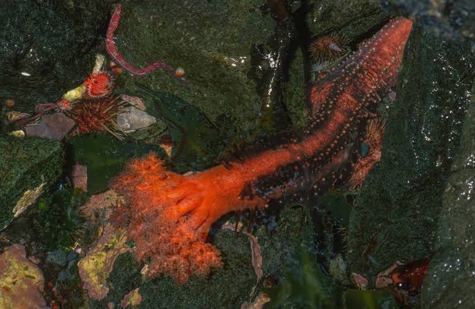 Severed sea cucumber appendages don’t seem to die