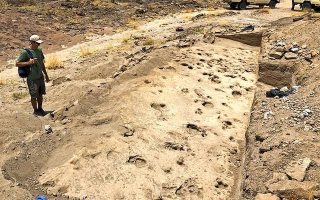 Million-year-old footprints show gender divide among our ancient relatives