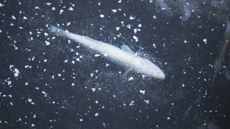Scientists warn that Arctic Ocean may lose key food source: 'No basis for ... populations of fish'
