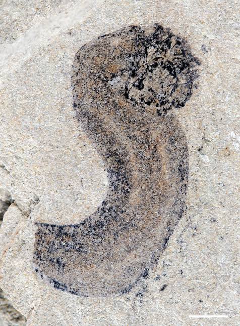 New fossil deposits show complex animal groups predating the Cambrian