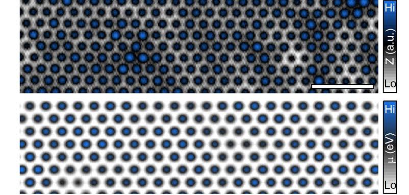 Majorana modes withstand disorder in atomic chains, boosting fault-tolerant quantum computing