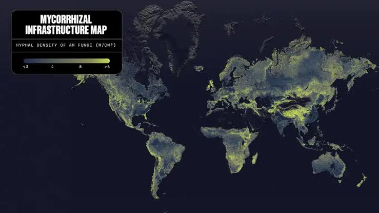 Earth’s Hidden Fungal Superhighways Stretch 110 Quadrillion Kilometers Underground, Far Enough to Leave the Solar System
