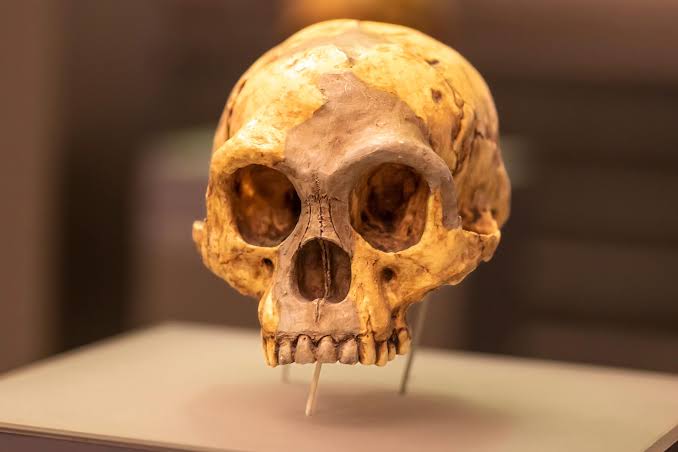 The “Hobbits” Mysteriously Disappeared 50,000 Years Ago – Scientists Have Revealed What Happened to Their Home