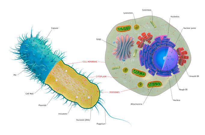 The first complex cells had genes from a complex mix of species