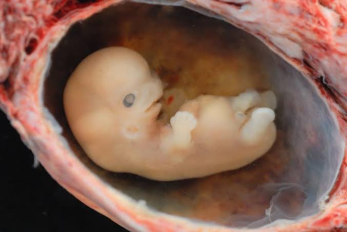 China Sends Artificial Human Embryos to Space in Reproduction Experiment