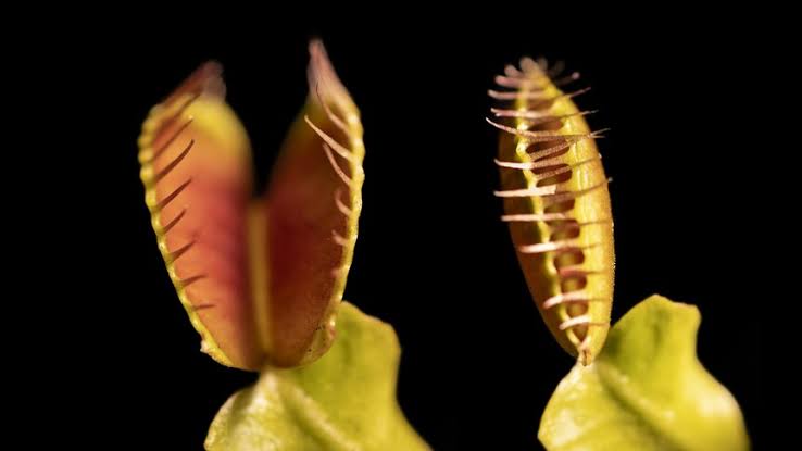 Mechanism that makes Venus flytraps snap uncovered, study claims