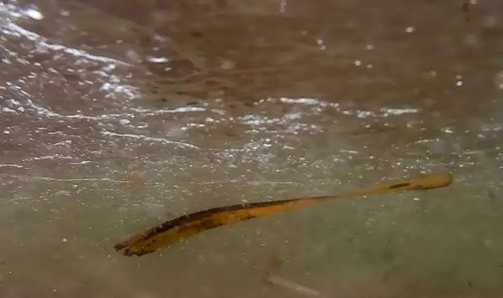 24,000-year-old zombie worm gets thawed, immediately starts reproducing