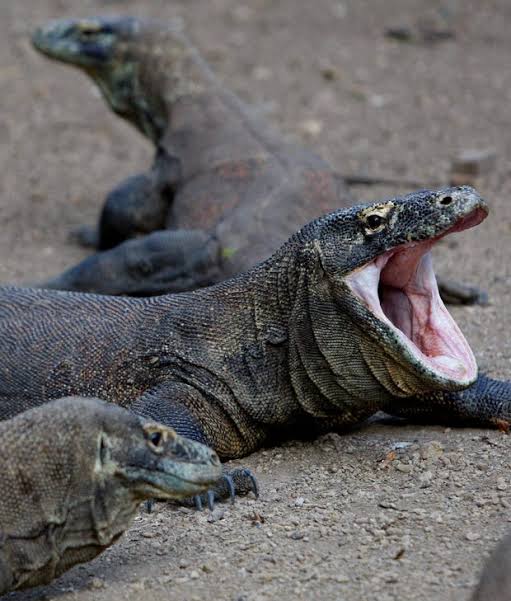 New Theory of Smallest Human: Not a Hunter, But Eater of Lizard Leftovers