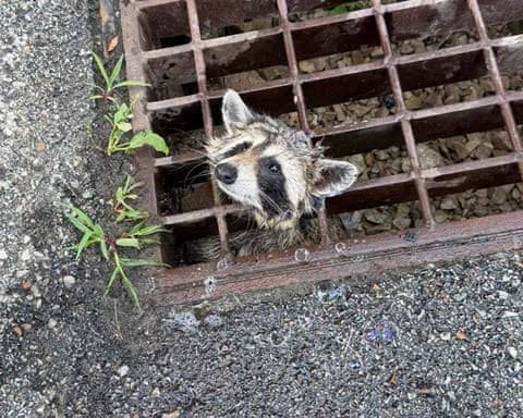 Week in wildlife: a stuck raccoon, a hardy mouse and a well-camouflaged wildcat
