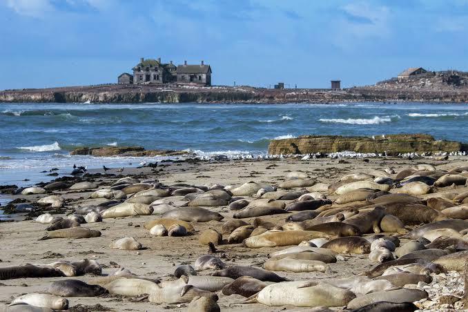 Bright purple seal appears on Bay Area beach, baffling experts