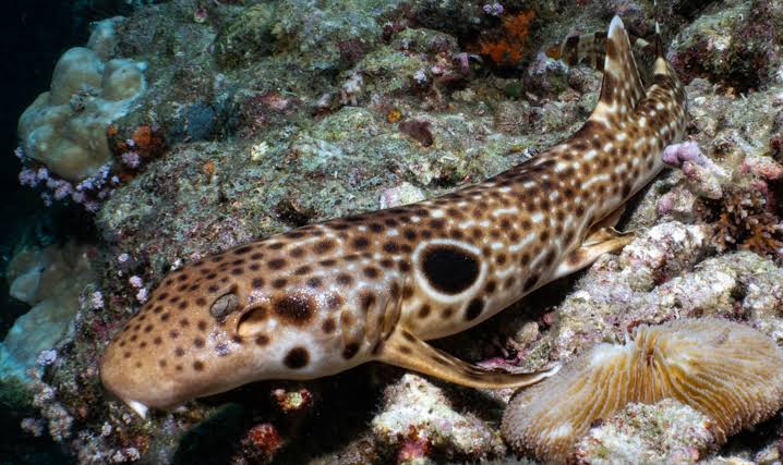 New walking shark discovered as protected Indonesian population booms