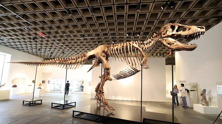 T. Rex Skeleton Sells for $50 Million, Becomes Priciest Dinosaur Ever