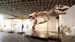 Rare T. rex fossil sells for record $50.1 million at auction