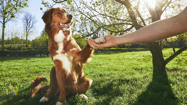 Is your dog a southpaw? Male dogs share men’s tendency to be lefties