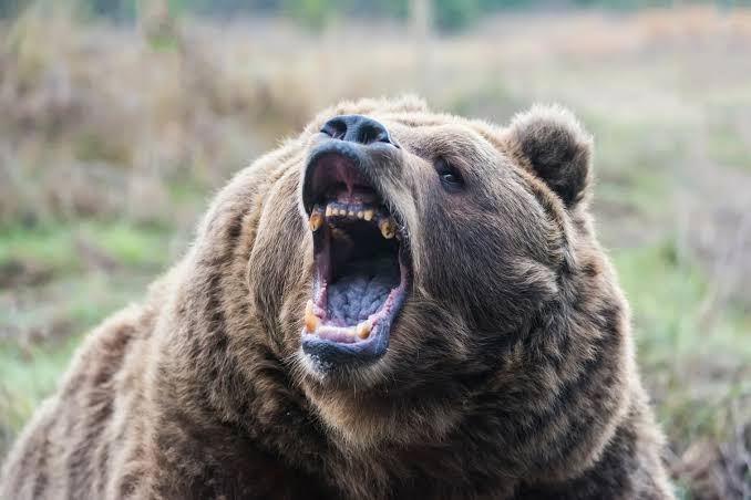 The deadliest animal you could encounter in a national park probably isn’t a bone-crushing, 300kg apex predator – it’s something much more surprising