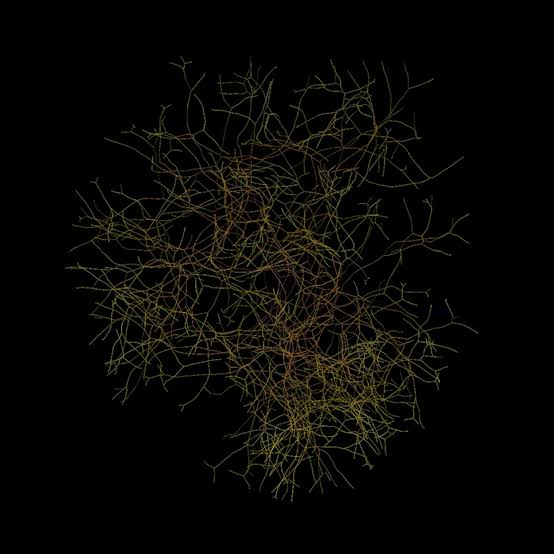 Fungi take up more mass than people—see how they stretch across the Earth
