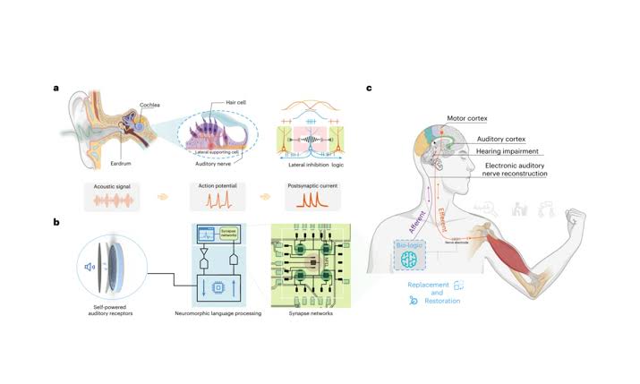 Chinese scientists develop world’s first bionic auditory neural interface, enabling artificial auditory nerve to ‘understand’ sounds