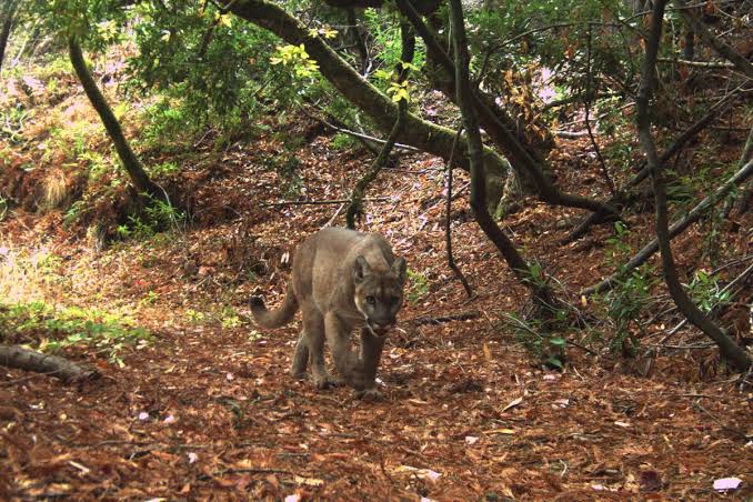 Mountain lions moved into a tiny Californian preserve. What happened next astounded scientists
