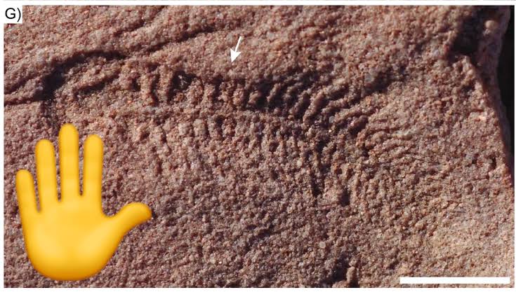 World’s first right-hander could be this 550 million-year-old worm