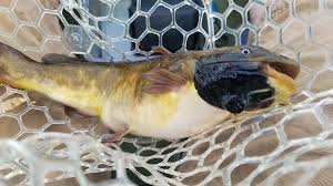 More Like Parasites Than Tumors: Vermont Scientists Discover Transmissible Cancer in Catfish