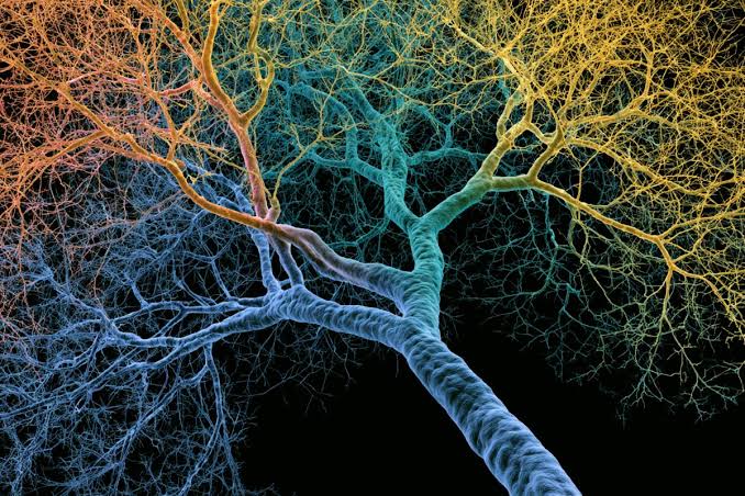 The Branching Dendrite Secret Behind Human Cognitive Superiority